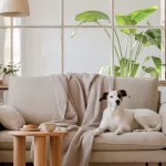 Creating a Pet-Friendly Living Space: A Comprehensive Guide