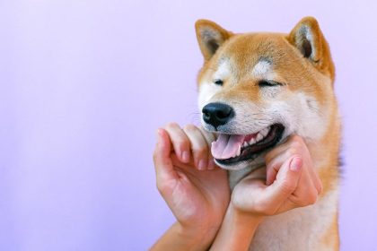 signs of a healthy dog