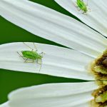 white aphids