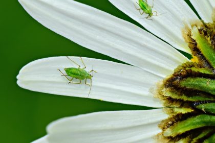 white aphids