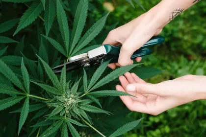 Buy Weed Online
