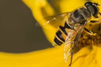Wasp Populations