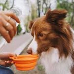 8 Water Activities for You and Your Dog