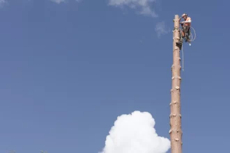 Superior Tree Services Provider