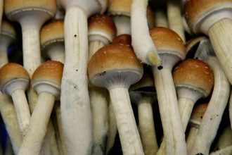 The War against Anxiety and Depression with Magic Mushroom Spores