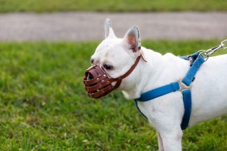 Unleashing the Benefits of Dog Harnesses A Comprehensive Guide