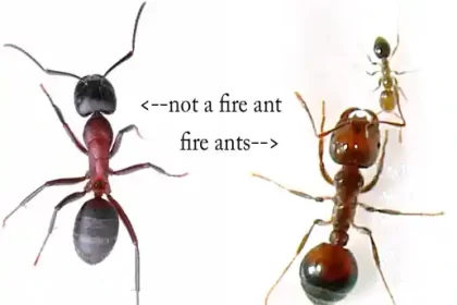 Fire Ant vs Carpenter Ant