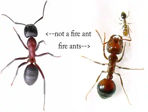 Fire Ant vs Carpenter Ant