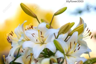 lillyflower2003
