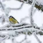 Winter Birds