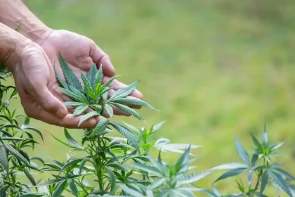 CBD Dustygreen