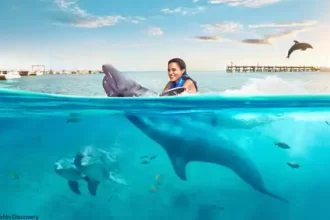 Dolphin Discovery