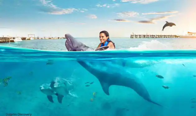 Dolphin Discovery
