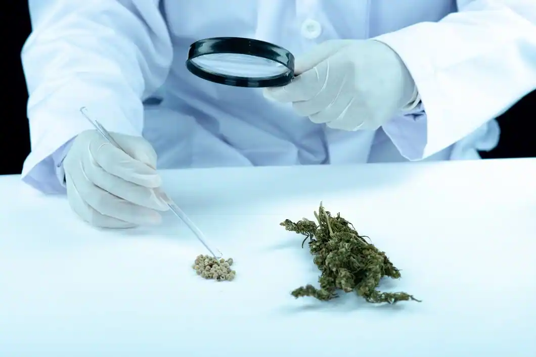 CBD Vs CBG Understanding Two Superstar Cannabinoids