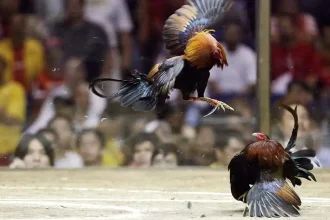 Cockfighting