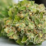 Dustygreen’s CBD Isolate