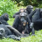 Primates and wildlife Safari