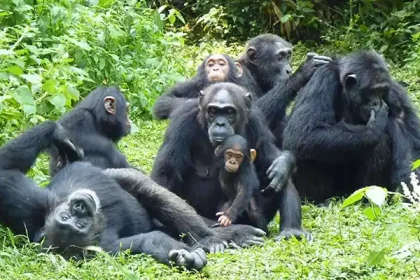 Primates and wildlife Safari