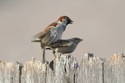Birds Mating