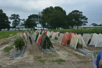 Vegetable Garden