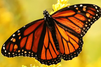 https://pussmoth.com/las-mariposas-monarca-regresan-a-lo-grande