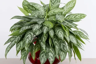 Aglaonema
