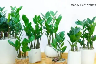 Money Plant Varieties