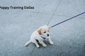 Puppy Training Dallas