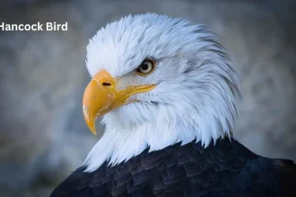hancock bird