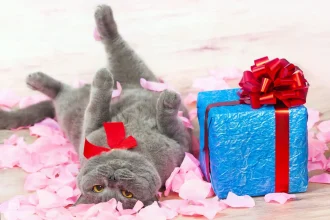 Cat Gifts