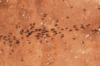 Ant Control