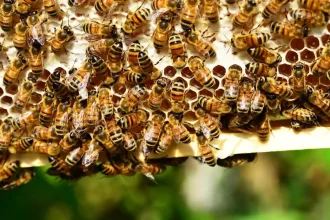 Bee Nest
