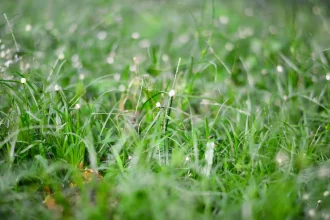 Cobbitty Turf