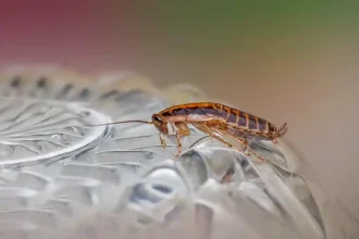 Cockroach Removal