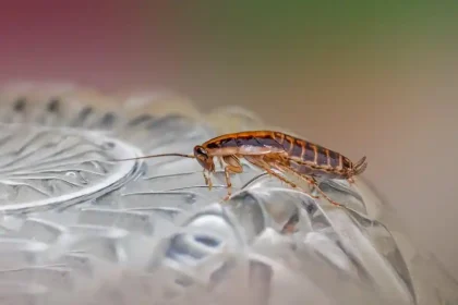 Cockroach Removal