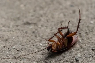 Cockroaches