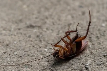 Cockroaches