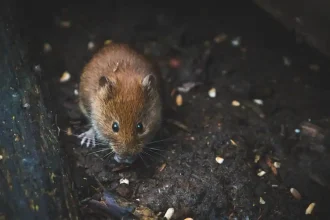Mice Traps