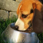 Pet Food Labels