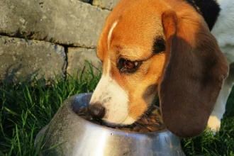Pet Food Labels