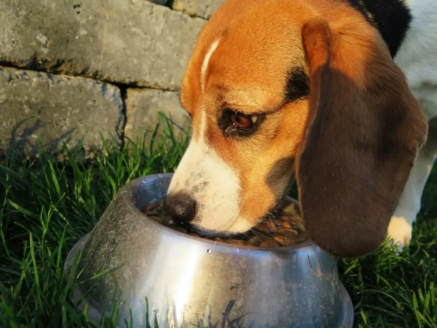 Pet Food Labels