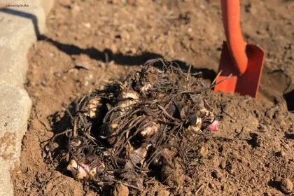 Canna Lily Bulbs