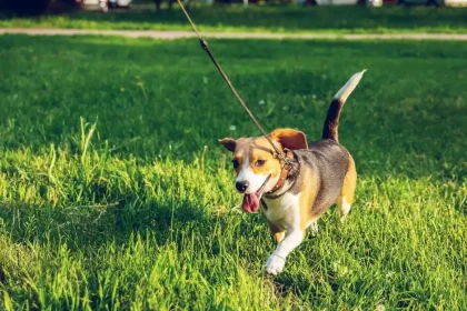 Pet Walking Services