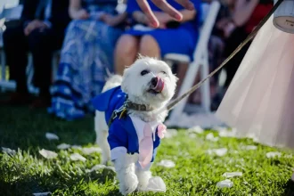 Pet Friendly Wedding