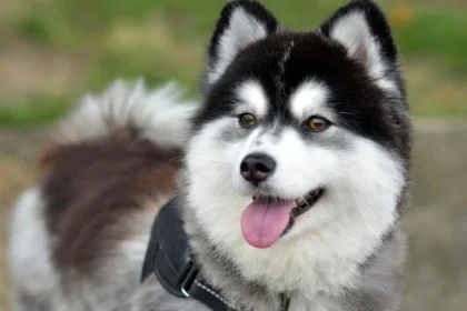 Pomerusky