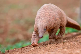 Pangolin