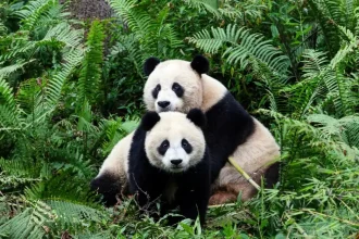 WWF and