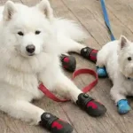 Dog Shoes