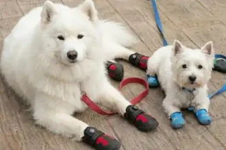 Dog Shoes