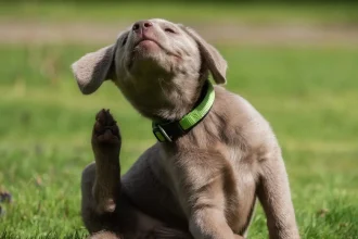 Dogs Keep Scratching